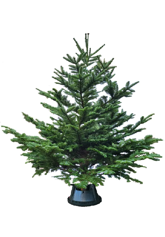 7ft Noble Fir Christmas Tree