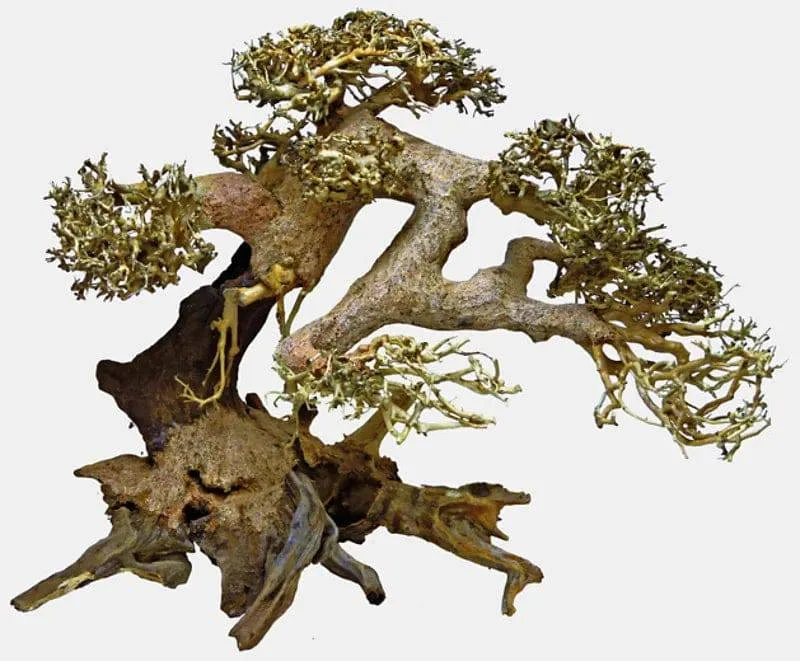 Bonsai Driftwood Large