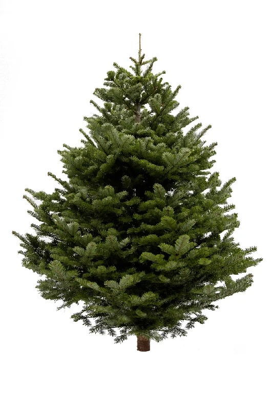 5ft Nordmann Fir