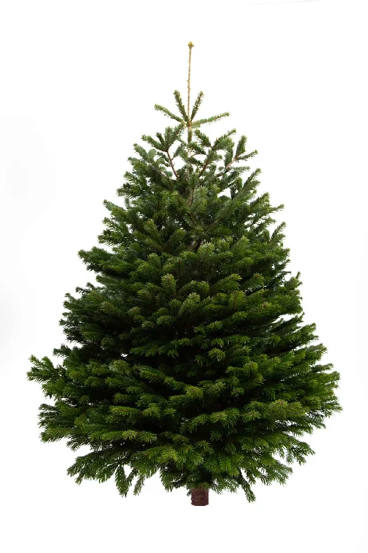 7ft Nordmann Fir