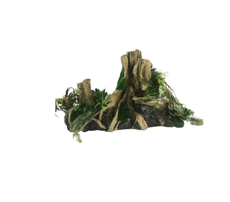 XL Mango Tree Root With Plants